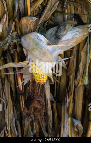 yellow dried corn on the cob hanging from a bunch of dried stalks in selective focus vertical Stock Photo