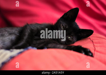 Lovely black kitten laying on red pillows Stock Photo