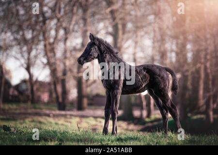 Hanoverian foal Stock Photo