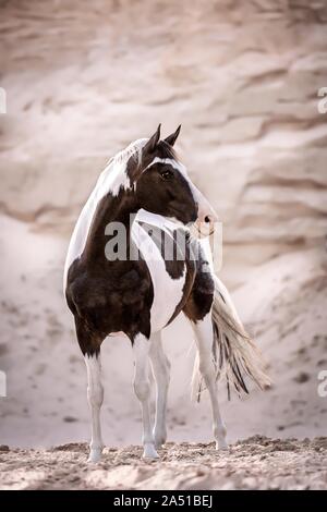 Paint Horse Stock Photo