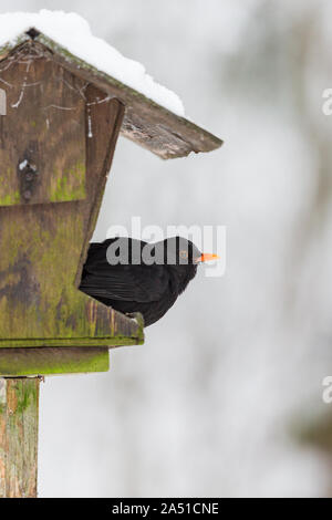 Common Blackbird that sits on a bird feeding Stock Photo