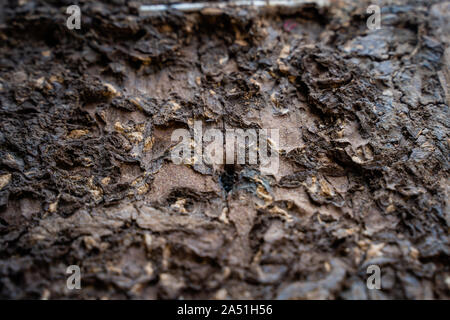 The Selected focus Close up on termite infested wood pole Stock Photo