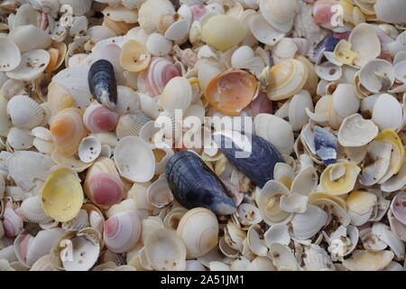 close up of a sea of shells on the beach Stock Photo