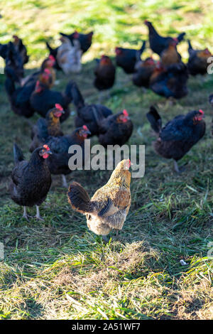 Free range chickens at the organic farm in Washington Stock Photo