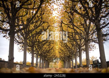 Hanover, Germany. 17th Oct, 2019. An avenue in the Herrenhäuser Gardens shines in autumnal colours. Credit: Sina Schuldt/dpa/Alamy Live News Stock Photo