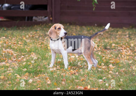 Cute beagle puppy is standing on the green grass in autumn park. Pet animals. Purebred dog. Stock Photo