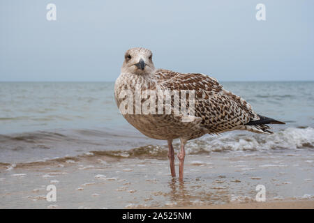 Herring young sea gull standing on the sandy beach, close up Stock Photo