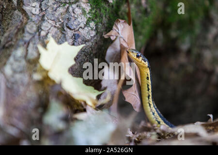 North American Wildlife Northern Ribbon Snake (Thamnophis sauritus septentrionalis) Stock Photo