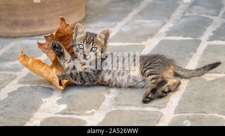 Cute brown tabby cat kitten lying on stony ground and playing with a withered Platanus leaf, Crete, Greece Stock Photo