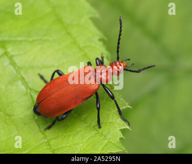 Red Headed Cardinal Beetle (Pyrochroa serraticornis) resting on bramble leaf. Tipperary, Ireland Stock Photo
