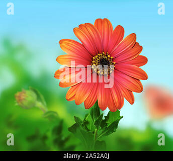 Close-up of a Cape daisy, petals, stamens, corolla. Stock Photo