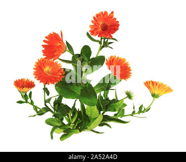 Stalk and marigold flower isolated on white background. Stock Photo