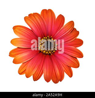 Close-up of a Cape daisy, petals, stamens, corolla. White background. Stock Photo