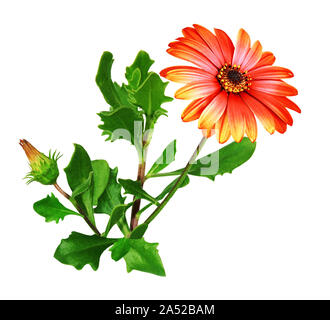 Close-up of a Cape daisy, petals, stamens, corolla. White background. Stock Photo