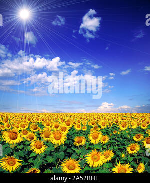 Closeup of a sunflower in a field under the sunlight Stock Photo - Alamy