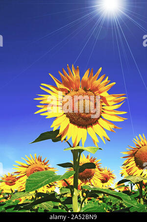 Closeup of a sunflower in a field under the sunlight Stock Photo - Alamy