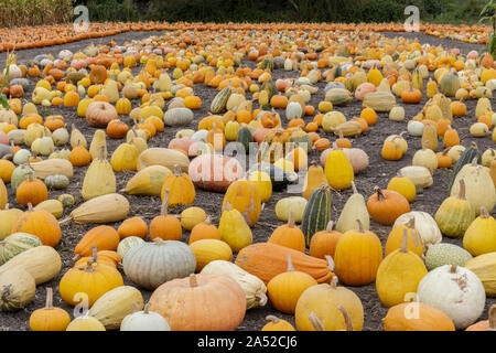 Pumpkin Maze in Farmer's Market Stock Photo