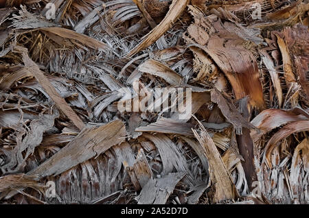 Photograph of the bark of a palm tree Stock Photo