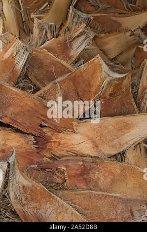 Close up of the bark of a palm tree Stock Photo