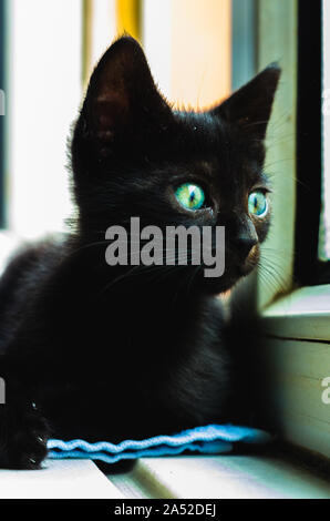 Portrait of a beautiful black cat with intense green eyes checking out the window Stock Photo