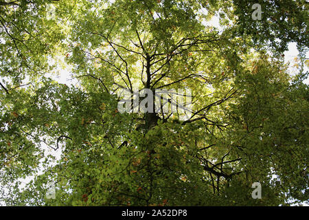 Looking upwards at a beech tree on Selborne Common, Hampshire, UK Stock Photo