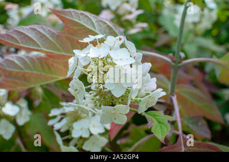 The Closed-Up White Flower hydrangea in the park. Stock Photo