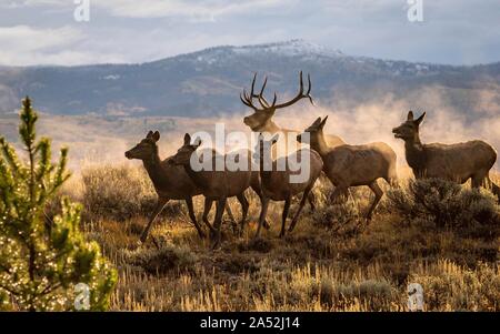 A bull Elk pursues Elk cows during the annual autumn rut at Grand Teton National Park in Moose, Wyoming. The Elk are part of the Jackson elk herd, the largest herd in North America. Stock Photo