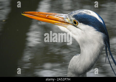 Close Up of a Great Blue Heron Standing Dead Silent Stock Photo