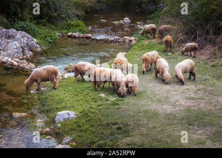 Flock of sheep grazing grass on a small field and drinking water from a cold, clean mountain river Stock Photo