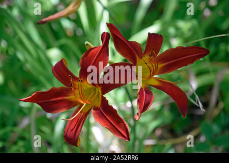 Autumn Red Daylily on a warm summer day at the Botanical Gardens in New Mexico Stock Photo