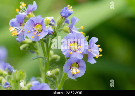 Northern Jacobs ladder (polemonium boreale) flowers in bloom Stock Photo