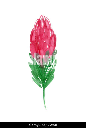 Protea sketch. Cute floral watercolor flower. Hand drawn illustration. Stock Photo