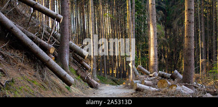 Road in the forest with a view on the felled trees.Czech Switzerland National Park. A national park famous for its sandstone formations, Stock Photo