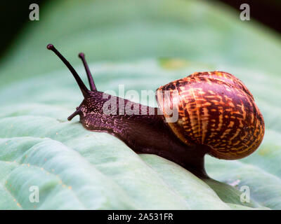 A small snail crawling on a green leaf after morning dew Stock Photo