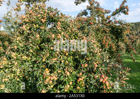 Heavy crop of Tremlett bitter cider apples on the tree in an orchard. Stock Photo