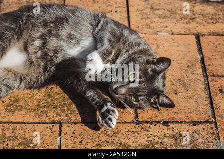 A cat is laying on the ground Stock Photo
