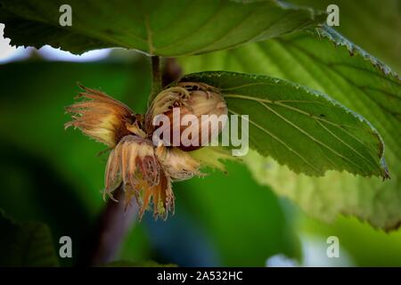 A portrait of an almost ripe hazelnut still hanging in its nutshell in a tree. Stock Photo