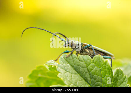 Aromia moschata longhorn beetle posing on green leaves, big musk beetle with long antennae and beautiful greenish metallic body, beautiful sommer Stock Photo