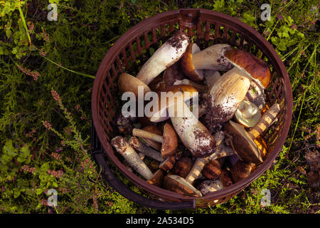 Brown basket full of mushrooms against the background of moss and heather in sunlight. Stock Photo