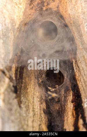 The entrance of the spider's nest. spatial web,It is hidden in the hole. Spider home in rotten tree. Stock Photo