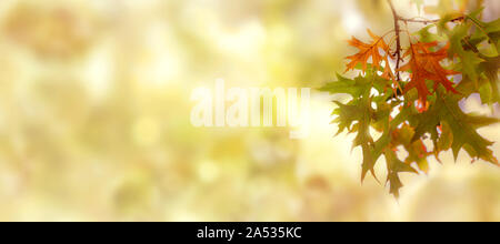 Colored autumn leaves in front of a blurred background with copy space, panoramic format Stock Photo