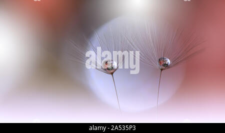 Macro Photography.Floral abstract pastel background with copy space.Dandelion flower in soft style for wedding card.Nature Background.Love,romance. Stock Photo