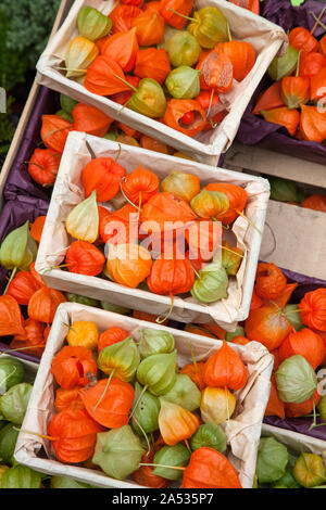 Chinese lantern (Physalis alkekengi) fruits in small boxes Stock Photo