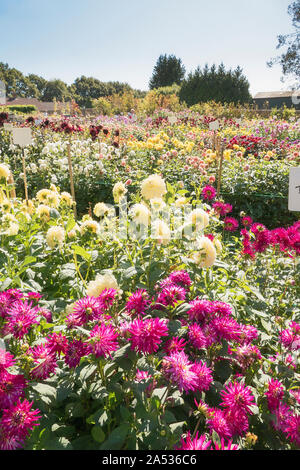 A display field of dahlias at Gilberts Nursery in Hampshire in Sepmber UK Stock Photo