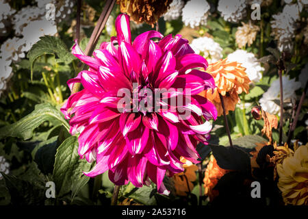 Dahlia Spectacular flowering in an English garden in September Stock Photo