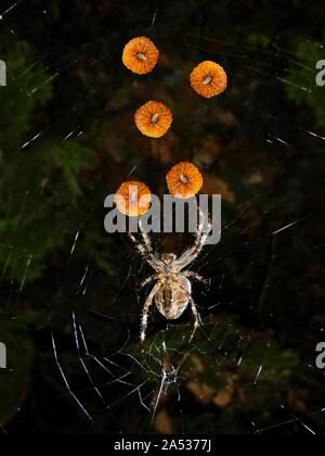 Isolated images of a bumpy pumpkin pasted upon a picture of an orb weaver spider in a juggling pattern for Halloween Stock Photo