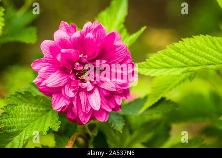 A beautiful flower on an Ornamental Bramble in May UK Stock Photo