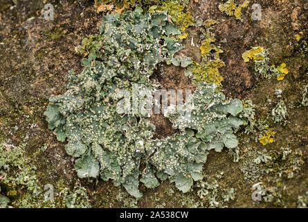 Several species of lichen growing on the bark of an Ash. Punctelia subrudecta,  surrounded by yellow Leafy Xanthoria and grey / green Physcia. Stock Photo