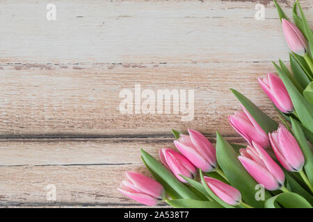 Beautiful tulips lying down flat lay perspective seen from above. The pink flowers are on a light brown  rustic wooden table. The pretty spring flower Stock Photo