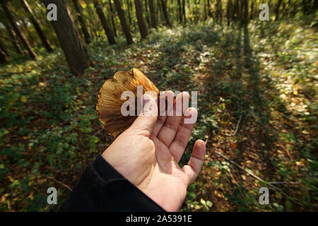 brown roll-rim mushroom held in hands after picking in the autumn forest. Poland, Europe Stock Photo